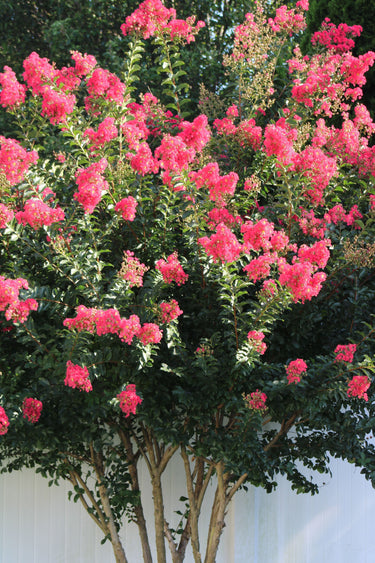 35 Dark PINK CREPE MYRTLE Lagerstroemia Indica Flowering Shrub Bush Small Tree Seeds